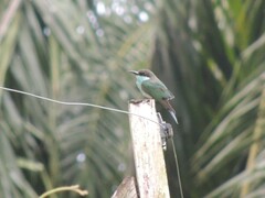 Merops viridis