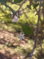 Erythroxylum coca