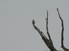 Microhierax latifrons