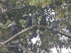 Anorrhinus galeritus