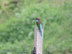 Merops viridis