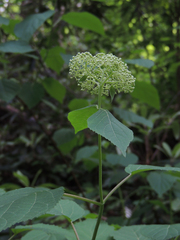 Hydrangea arborescens