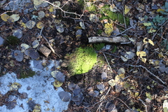 Claopodium rostratum