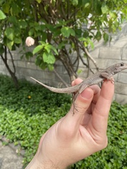 Anolis sagrei