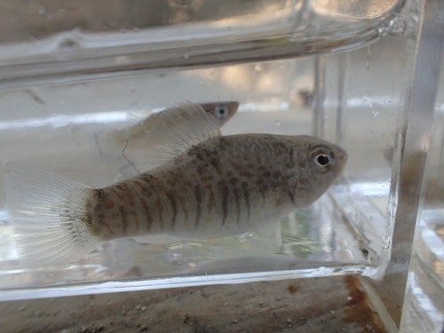 Ocellated Killifish