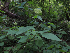 Hydrangea arborescens