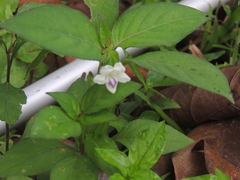 Acanthoideae