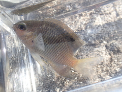 Stegastes leucostictus