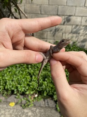 Anolis sagrei