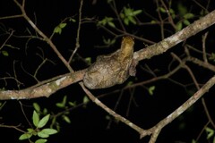 Galeopterus variegatus