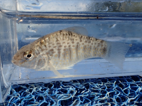 Ocellated Killifish
