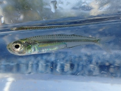 Atherinomorus stipes