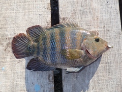 Mayaheros urophthalmus