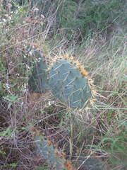 Opuntia alta