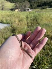 Contia tenuis