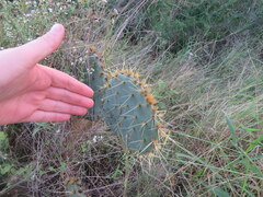 Opuntia alta