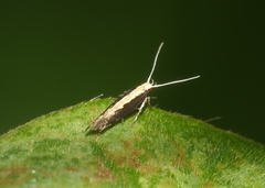 Labdia oxychlora