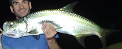 Megalops atlanticus