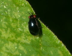 Celyphidae
