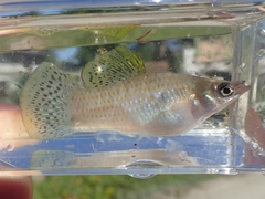 Poecilia orri