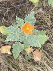 Sphaeralcea coulteri
