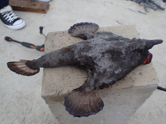 Ogcocephalus nasutus