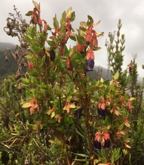 Brachyotum strigosum