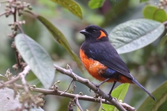 Anisognathus igniventris