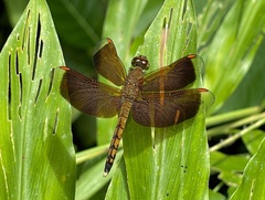 Neurothemis terminata