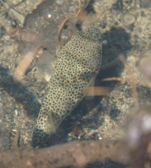 Tetractenos hamiltoni