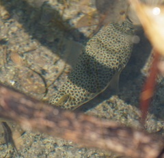 Tetractenos hamiltoni