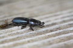 Platycerus oregonensis