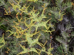 Gleichenia