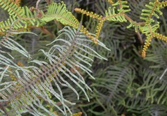 Gleichenia