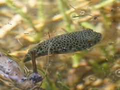 Tetractenos hamiltoni