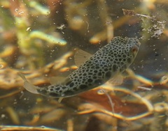 Tetractenos hamiltoni