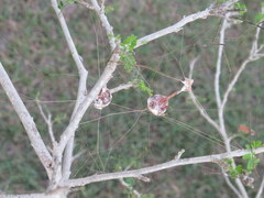 Mastophora cornigera