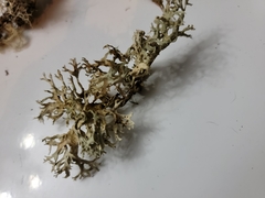 Evernia
