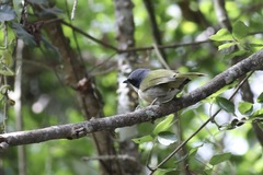 Telophorus nigrifrons