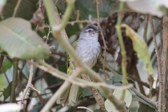 Arizelocichla nigriceps