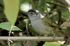 Arizelocichla nigriceps