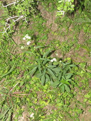 Florestina tripteris