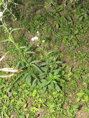 Florestina tripteris