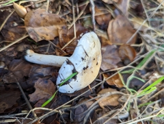 Hebeloma