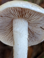 Hebeloma