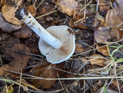 Hebeloma