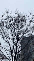 Turdus mandarinus