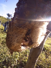 Lontra longicaudis