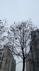 Turdus mandarinus