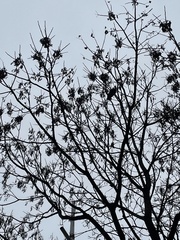 Turdus mandarinus